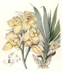 Mormodes luxata